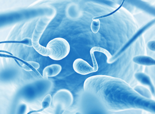 La decadencia de la calidad del semen