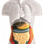 El aparato digestivo, el segundo cerebro