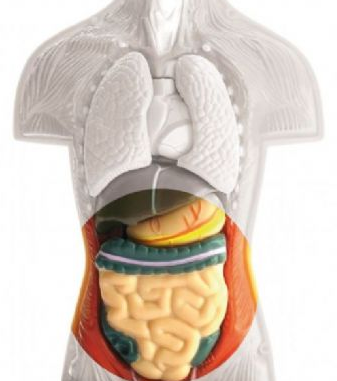 El aparato digestivo, el segundo cerebro
