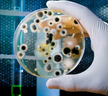 Microbios: ¿nuestros enemigos?